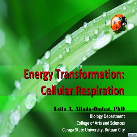Session no. 3.2. energy transformation  cellular respiration