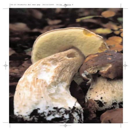 Setas | PDF