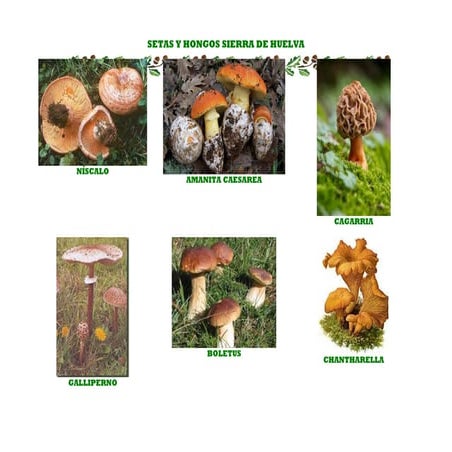 Setas Sierra de Huelva
