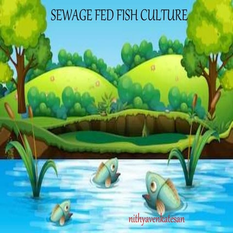 Sewage fed fish culture