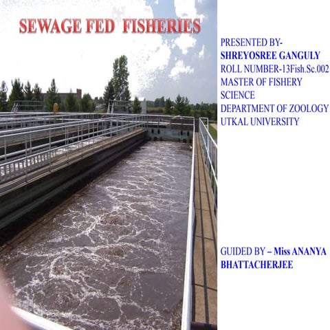 Sewage fed fisheries