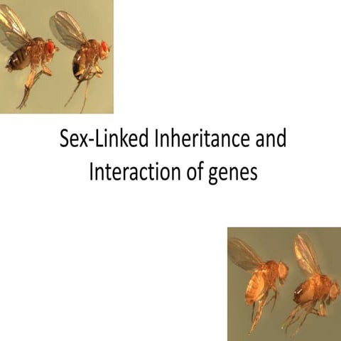 Sex linked inheritance aand interaction of genes