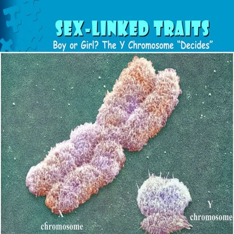 Sex linked traits