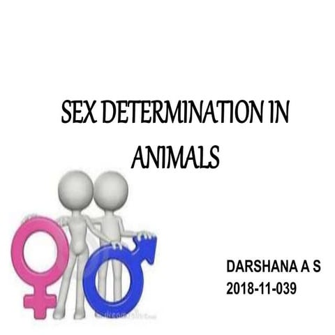 Sex determination in animals 