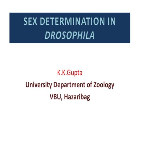 Sex determination in drosophila
