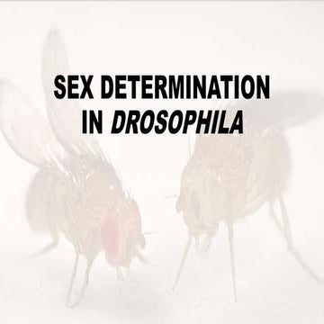 Molecular Mechanism Of Sex Determination In Drosophila.pptx