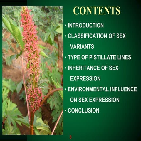 Sex expression in castor