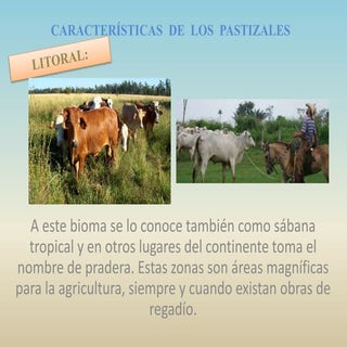 Sexto 5.  Características  de  los ...