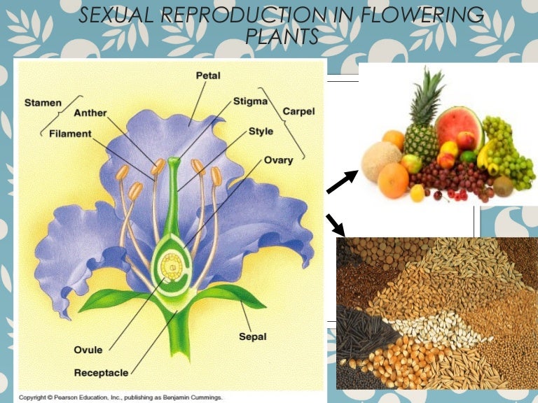 Sexual reproductioninfloweringplants Sexual reproductioninfloweringplants