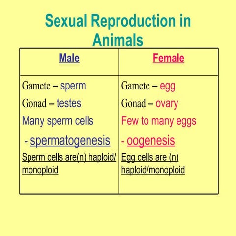 Sexual Reproduction In Animals