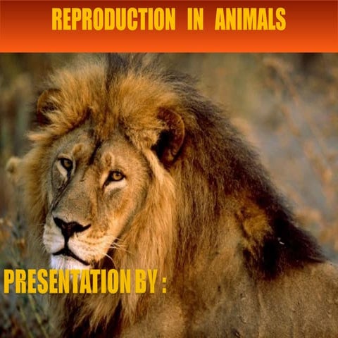 Sexual reproduction in animals