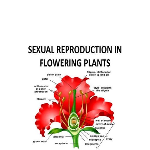 Sexual reproduction in flowering plants