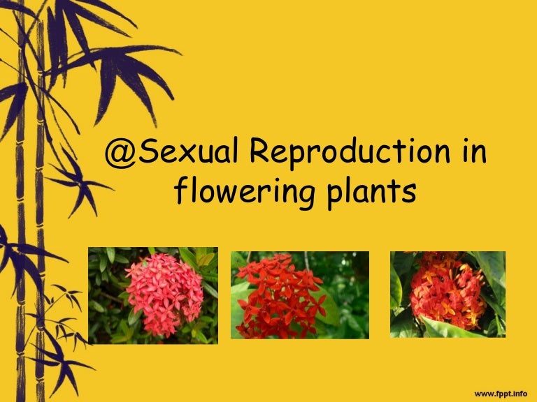 Sexual reproduction in flowering plants