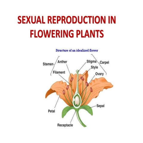 Sexual reproduction in flowering plants | PPTX