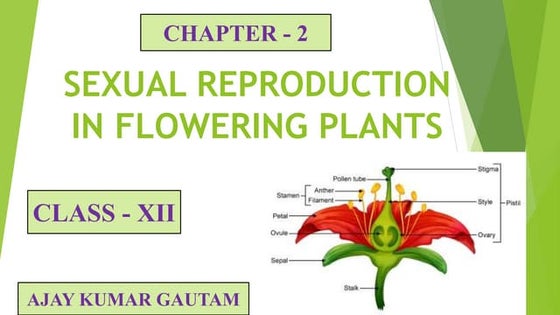 Sexual Reproduction in Flowering Plants (Part I) | PPT
