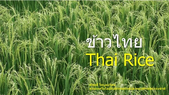 Thai blessing ceremony for rice | PPTX | Asia Travel | Travel Locations