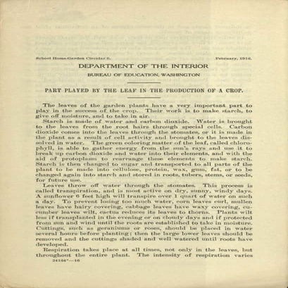 Part Played by the Leaf in the Production of School Garden Crop