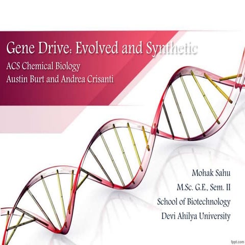 Synthetic Gene Drive System