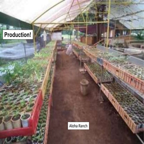 Shade Options for Tropical Raised Beds with Veggies and Herbs