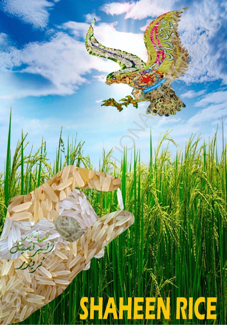 Shaheen Rice catalogs