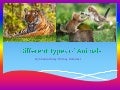 Categories Of Animals