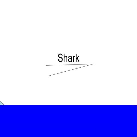 Shark