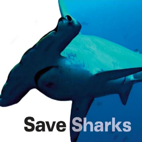 Save Sharks