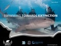 Swimming Towards Extinction: Finning & Other Threats Facing Sharks