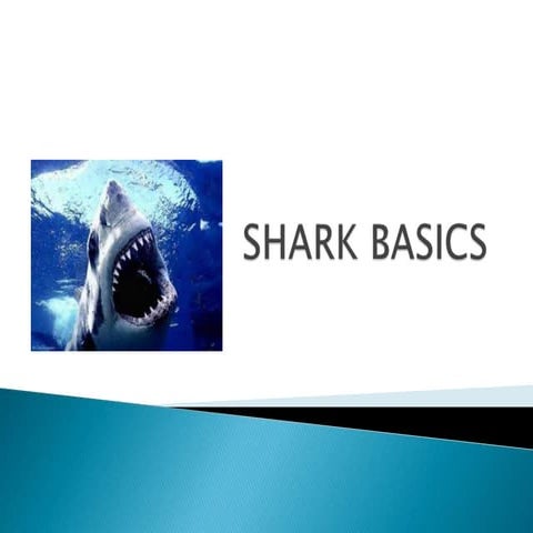 Shark basics