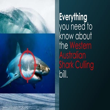 Everything you need to know about the Western Australian Shark Culling