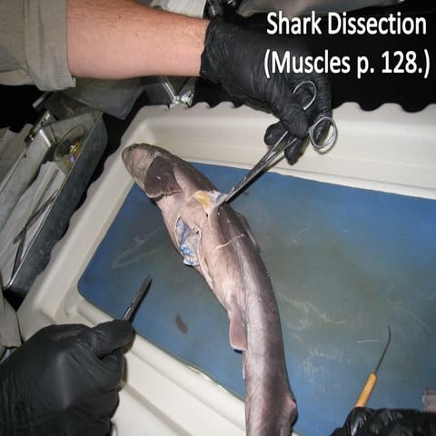 Shark & Cat Dissection