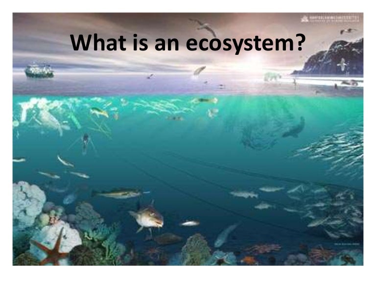 Sharks in the ecosystem