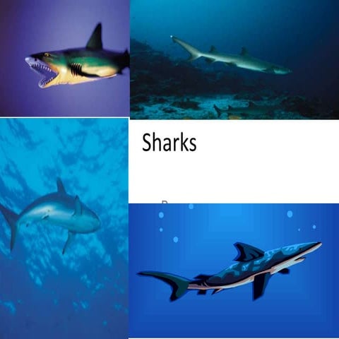 Sharks