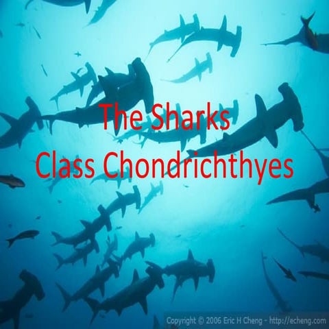 Sharks powerpoint