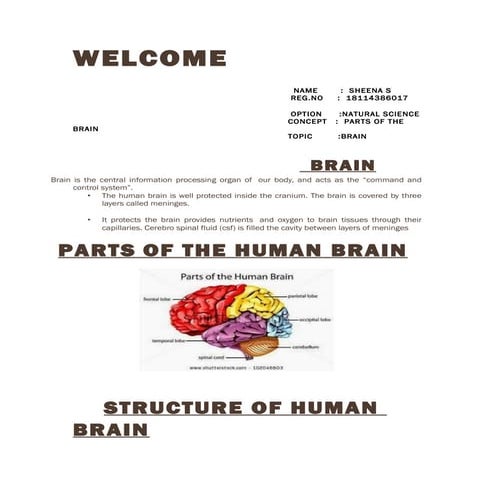 The Human Brain, Its Parts and Functions | PPTX