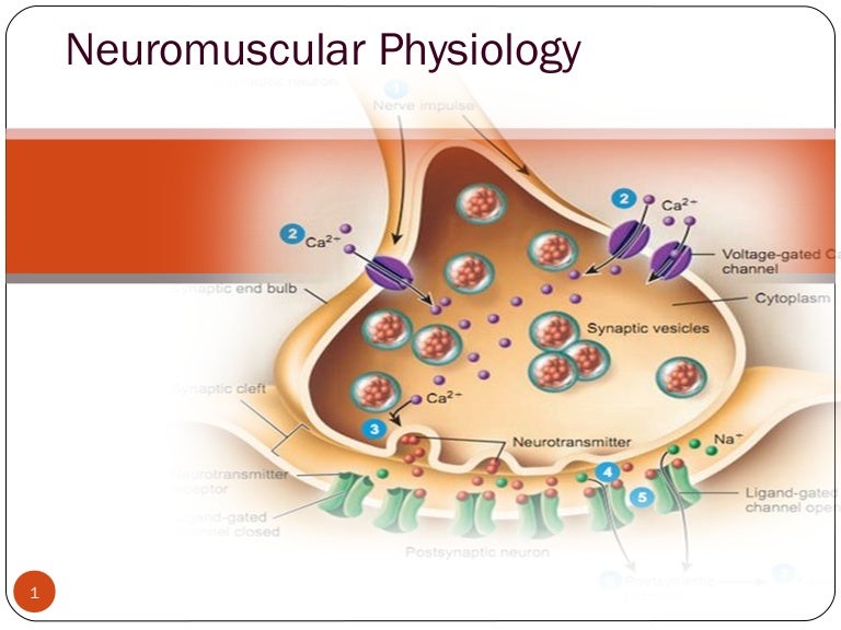 Neuromuscular junction