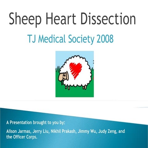 Sheep Heart Dissection