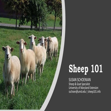 Sheep 101
