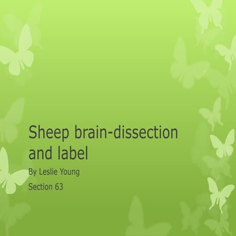 Sheep brain gross anatomy | PDF