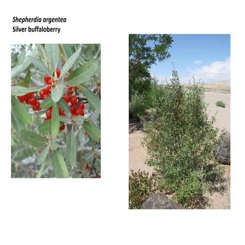 Shepherdia argentea   photo show