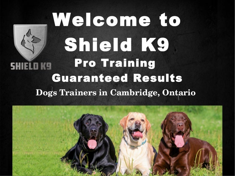 k9 shield training
