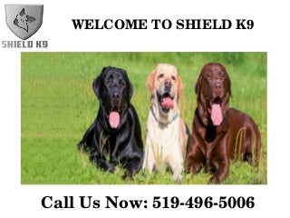 Shield K9 - Dog & Puppy Training - Online Products Store - Kitchener or Waterloo