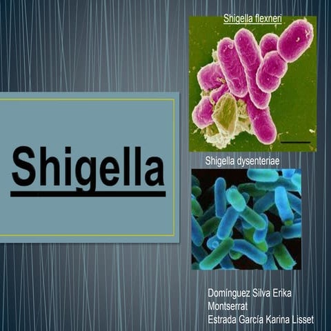 Shigella