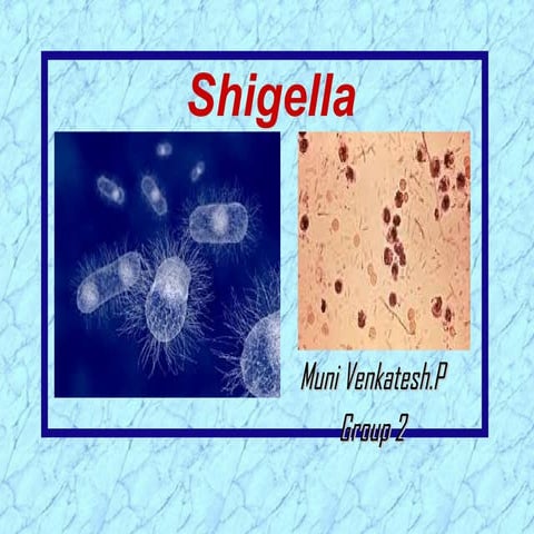Shigella