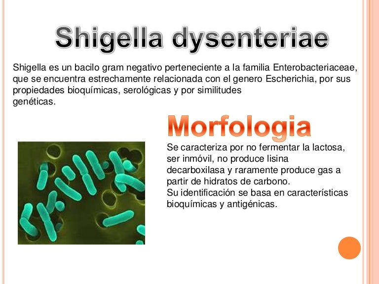 Shigella dysenteriae
