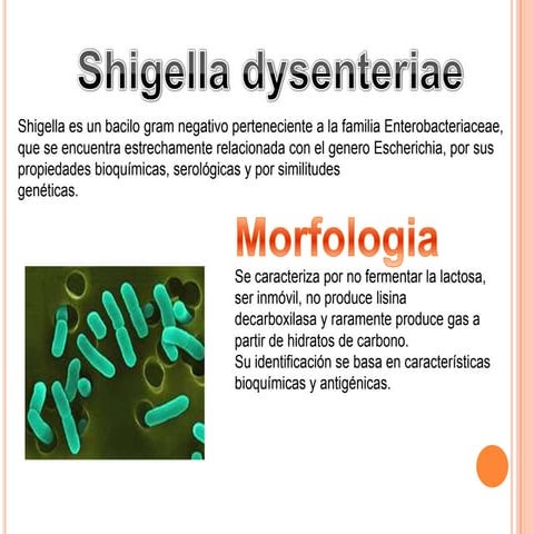 Shigella dysenteriae
