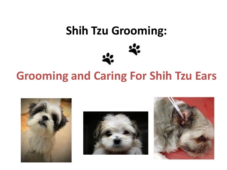 shih tzu ear mites