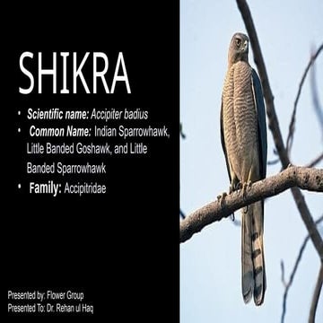 Shikra presentation (1) (1).pptx detailed information, color ...