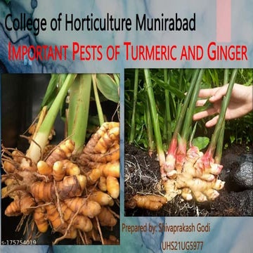 Entomology spice storage pests of turmeric | PPTX
