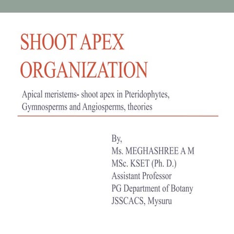 Shoot apex organization and its theories